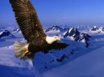 Aguila volando sobre montañas nevadas